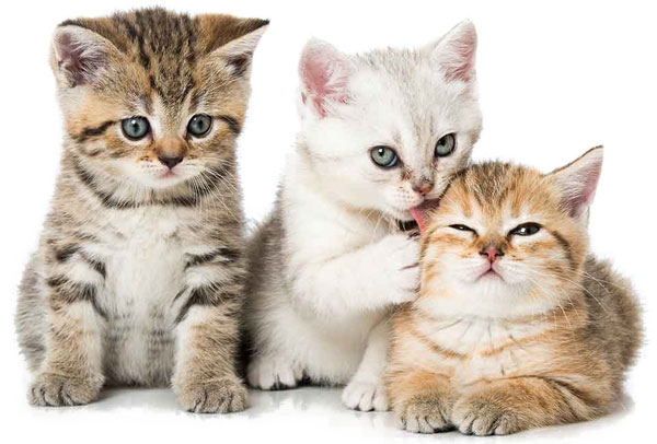 Cattery Website Design Kittens