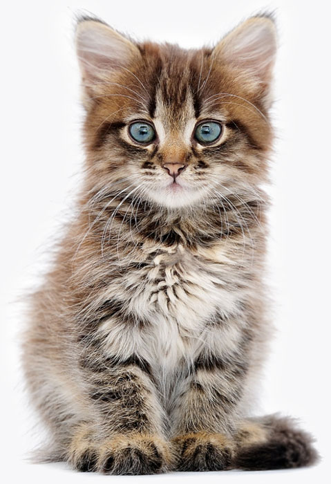 Cattery Website Design Blue Eyed Kitten