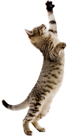 Cattery Website Design Jumping Cat